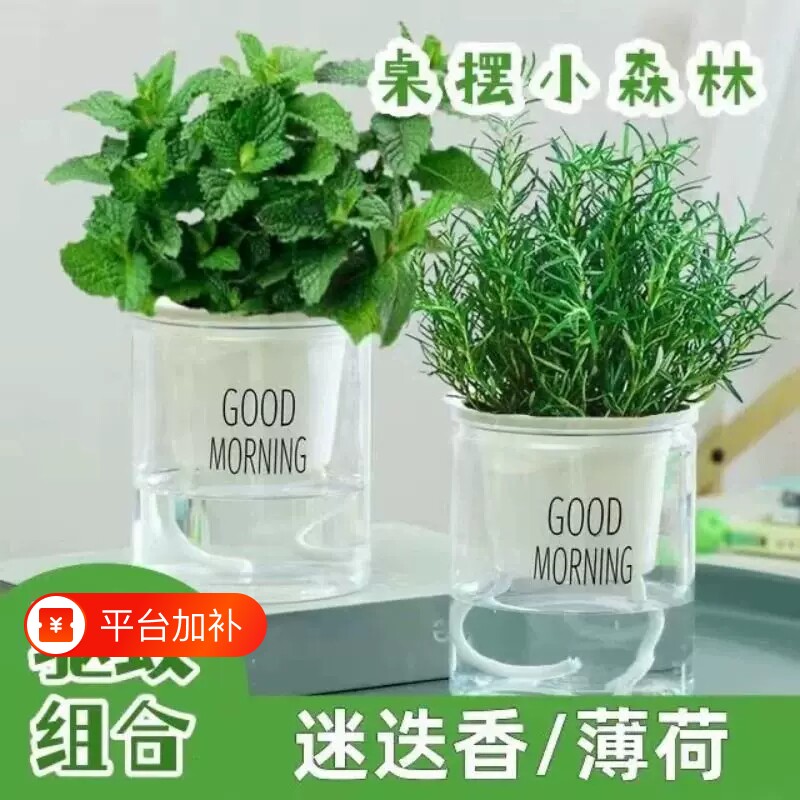 薄荷盆栽可食用水培植物室内迷迭香驱蚊草花卉绿植留兰香薄荷叶草