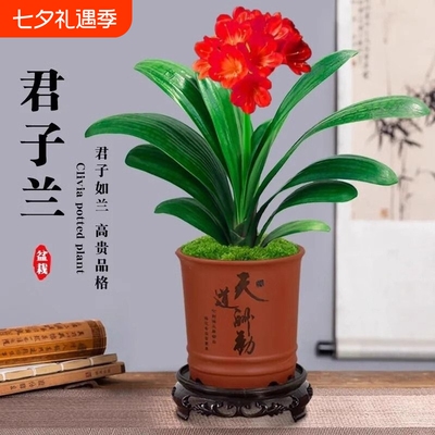 君子兰盆栽圆头和尚带花苞蝴蝶兰花卉盆景室内绿植物四季客厅开花