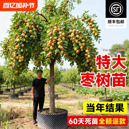 沾化冬枣青枣树苗当年结果
