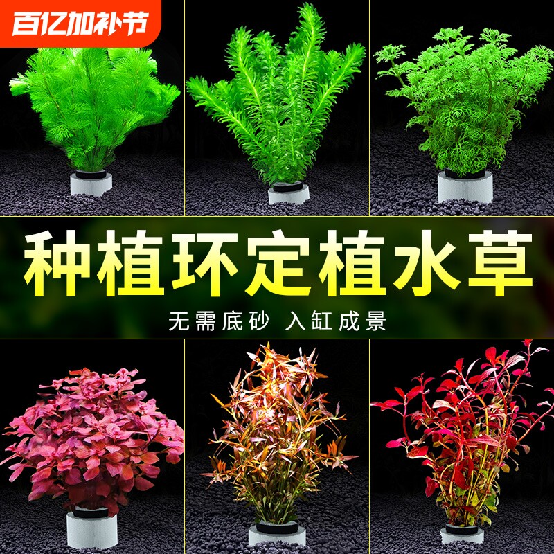 水草植物鱼缸造景阴性真草定植全套餐增氧水兰蜈蚣草绿菊水榕水草