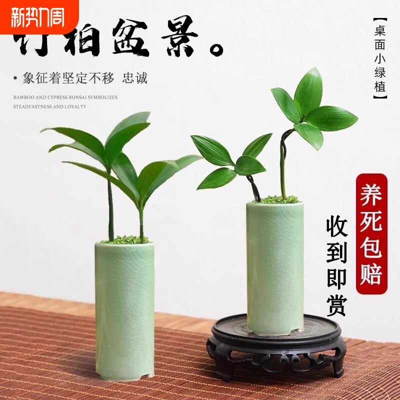 竹柏盆景迷你小盆栽驱蚊水培植物花卉办公室内桌面禅意绿植微景观