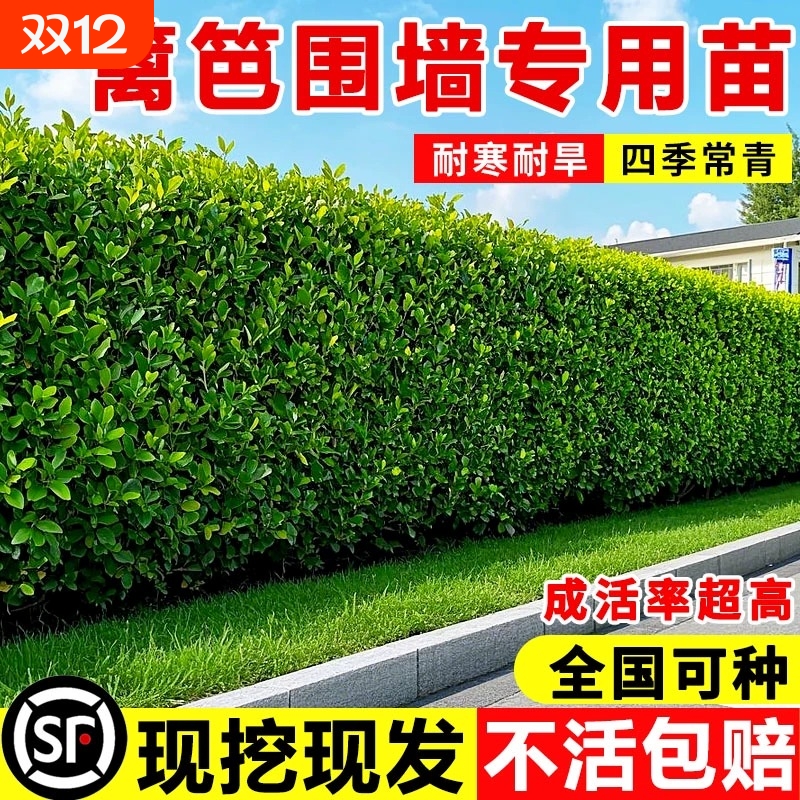 冬青树苗法国直立篱笆墙庭院围墙植物耐寒四季常青绿篱北海道黄杨