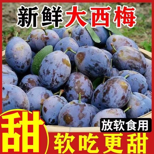 西梅正宗新鲜批发当季稀有山西头