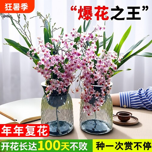 文心兰香水盆栽室内开花带花剑