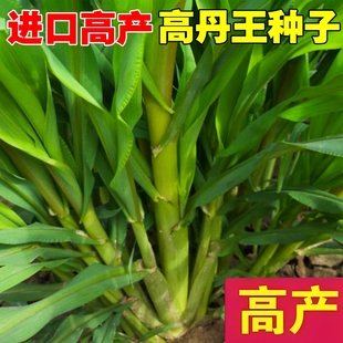 高丹王草种籽四季苏丹草牧草种子鹅鱼猪玉米多年生黑麦草籽高产