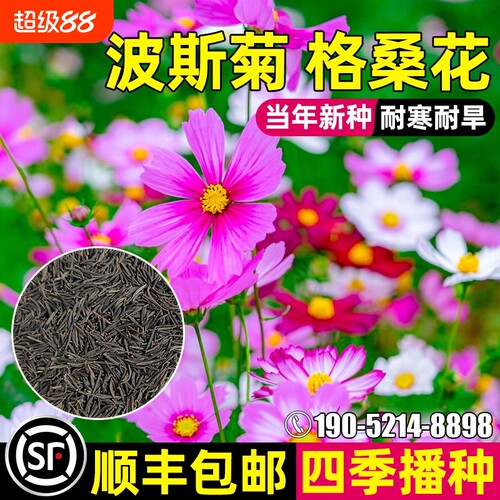 波斯菊种子格桑花种籽子四季播种开花易活庭院花籽耐寒野花二月
