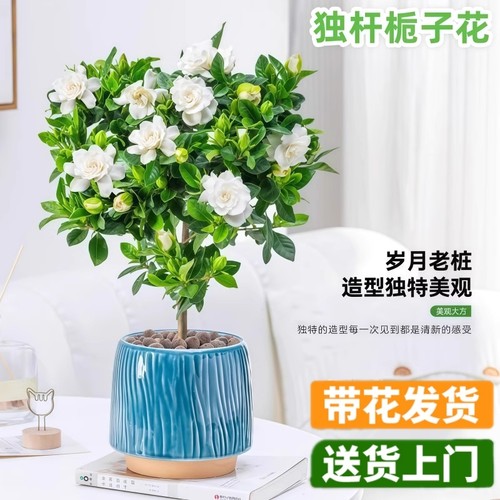 栀子花盆栽独杆棒棒糖栀枝花带花苞大叶室内开花植物四季花卉树苗