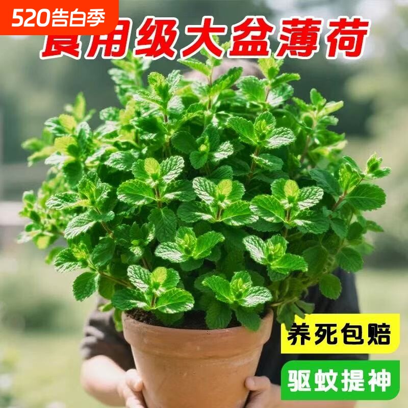 薄荷盆栽特大号可食用柠檬薄荷苗室内绿植花卉驱蚊驱虫植物除甲醛