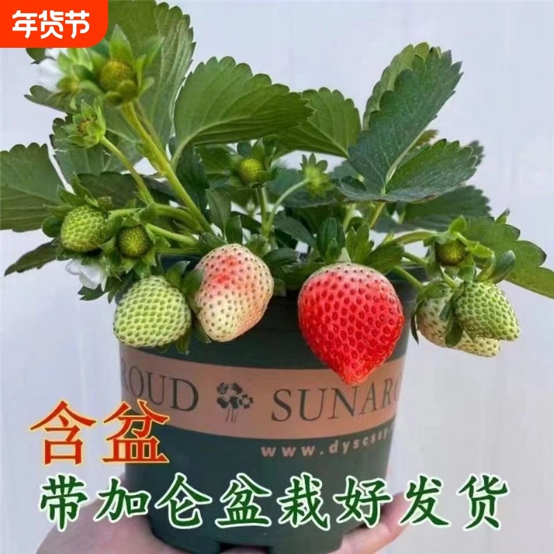 奶油草莓苗盆栽带盆带土种籽子可食用红颜四季结果阳台种植新苗秧,鲜花速递/花卉仿真/绿植园艺,果树,淘宝优惠券,粉丝福利购,淘宝优惠卷