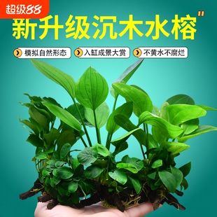 水榕沉木鱼缸水草植物真草增氧装饰仿真沉木懒人造景大叶免打理