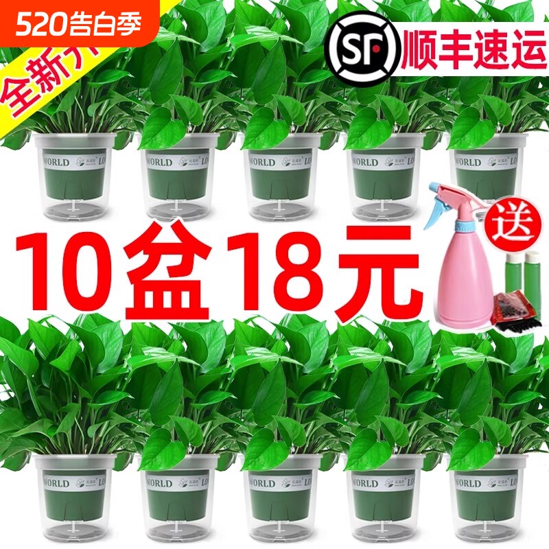 绿萝盆栽办公室内客厅大花盆吸除甲醛绿箩植物新房搬家好养活四季