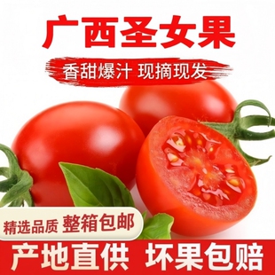 正宗广西千禧果圣女果小番茄樱桃小西红柿新鲜生吃应季水果自提