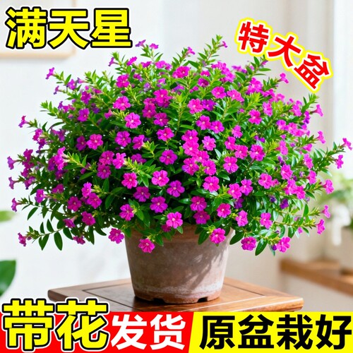 满天星盆栽鲜花好养易活多季开花带花苞植物阳台花卉花苗室内花期