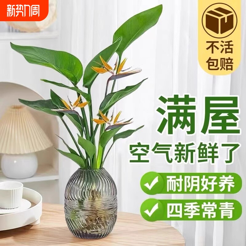 天堂鸟绿植无土纯水培植物室内净化花卉盆栽易活桌面鹤望兰吸甲醛