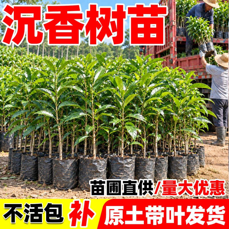 正宗奇楠沉香树苗嫁接海南沉香木母树盆景金丝楠木珍稀名贵树苗图片