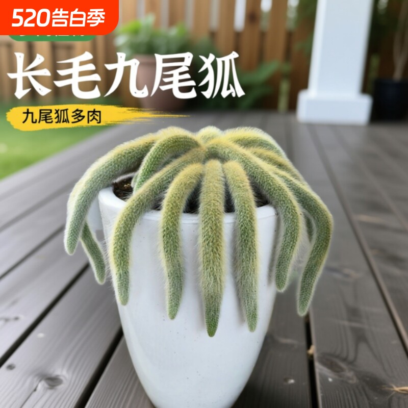九尾狐多肉植物软毛盆栽猴尾柱长毛尾巴开花垂吊室内办公室好养