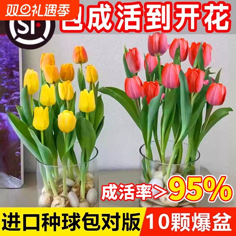 郁金香种球水培花卉盆栽植物室内外四季好养活土培进口种子耐寒