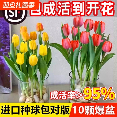 郁金香种球水培花卉盆栽植物室内外四季好养活土培进口种子耐寒