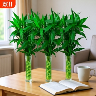 富贵竹水培植物室内好养水养转运竹客厅绿萝盆栽发财树竹子节节高