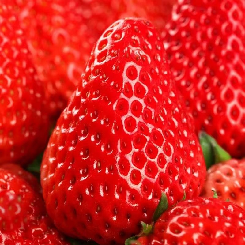 抢鲜99草莓红颜牛奶大草莓新鲜现摘水果当季整箱顺丰包邮