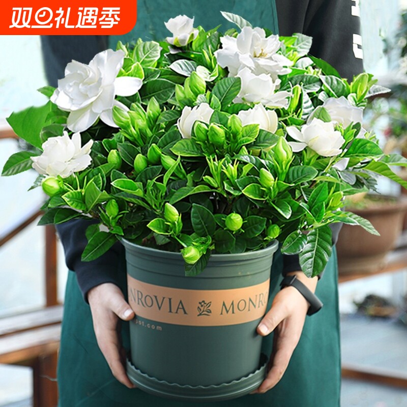 栀子花盆栽茉莉花卉水培绿植物室内四季好养九里香树苗开花大花