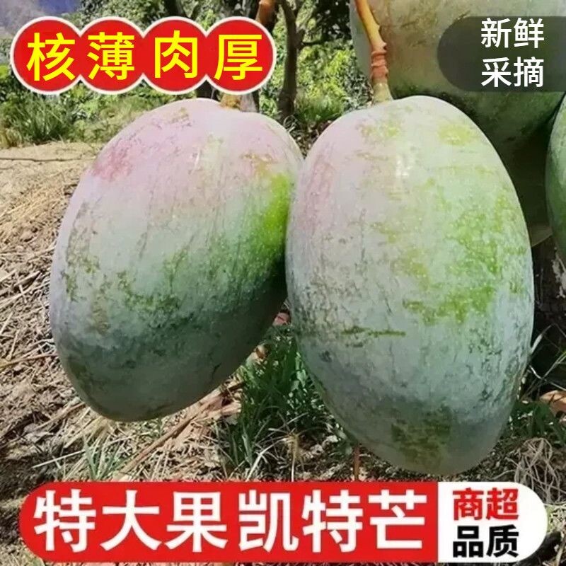 四川攀枝花凯特芒果9斤新鲜凯特芒水果当季应季鲜果王自然熟图片