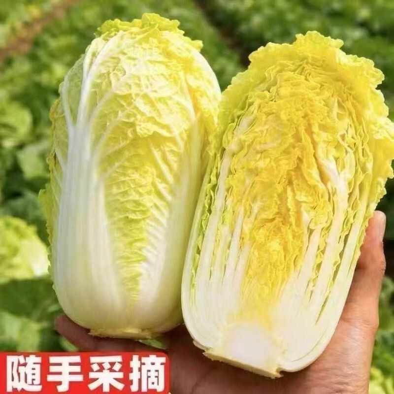 黄心娃娃菜高山娃娃菜新鲜生吃鲜嫩脆甜火锅菜黄心新鲜蔬菜农家菜