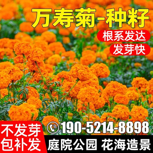 万寿菊种子四季花籽野花组合花种籽重瓣虞美人金鸡菊孔雀草硫华菊