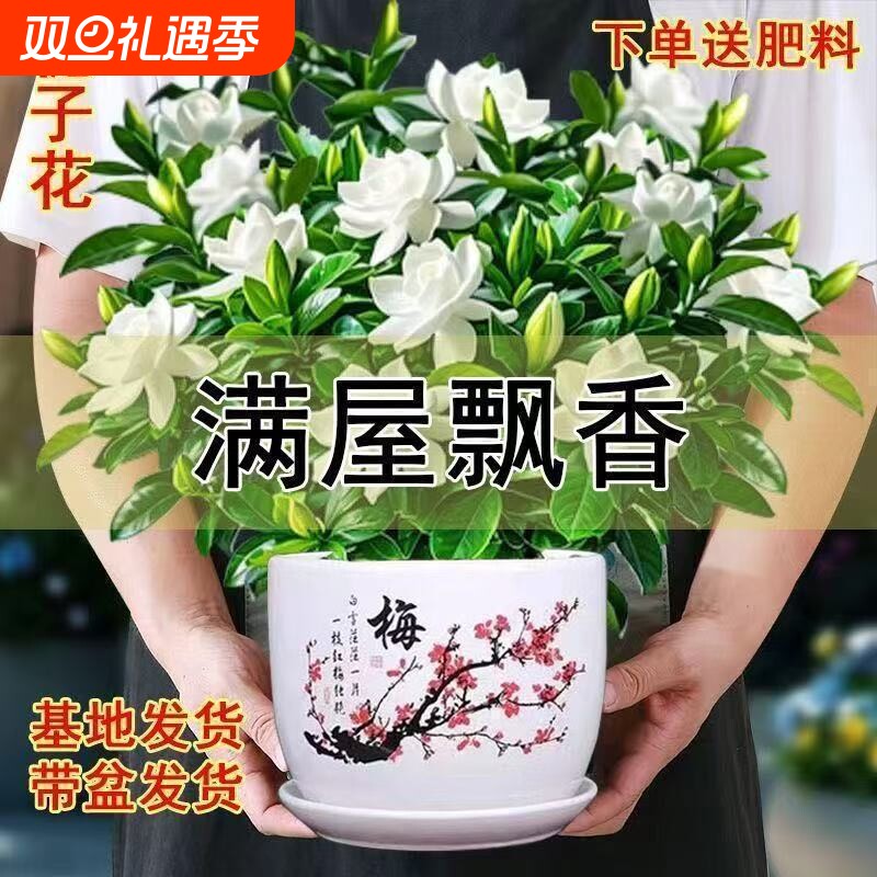 浓香型大盆牡丹栀子花四季开花卉绿植室内桌面盆栽净化空气