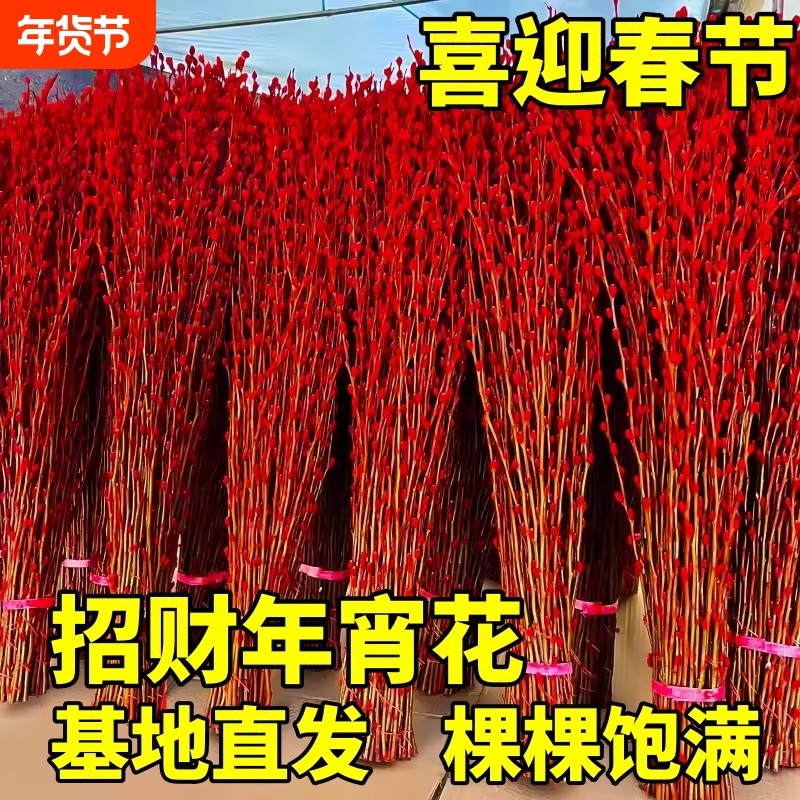 银柳真花鲜枝干花摆件新年红福桶招财年宵花卉盆栽室内水培绿植物