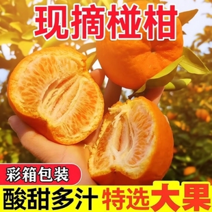 正宗当季高山椪柑粑粑柑新鲜橘子现摘芦柑碰柑水果清香大果年货节