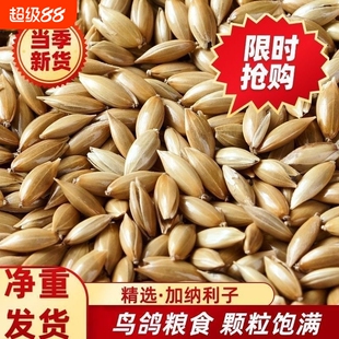 白尖加纳利子长粒鸟粮鹦鹉白尖金丝雀草庐净重发货进口加纳粮食