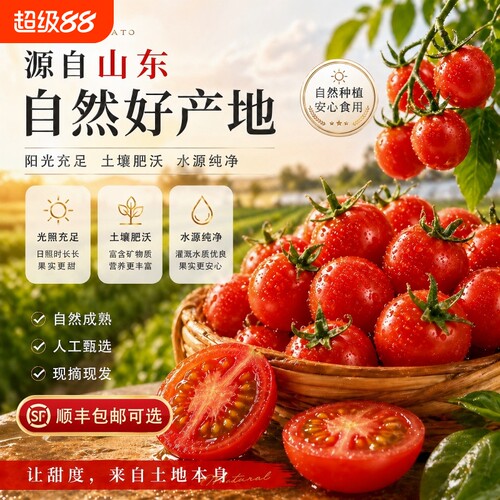 正宗千禧小番茄圣女果山东超甜