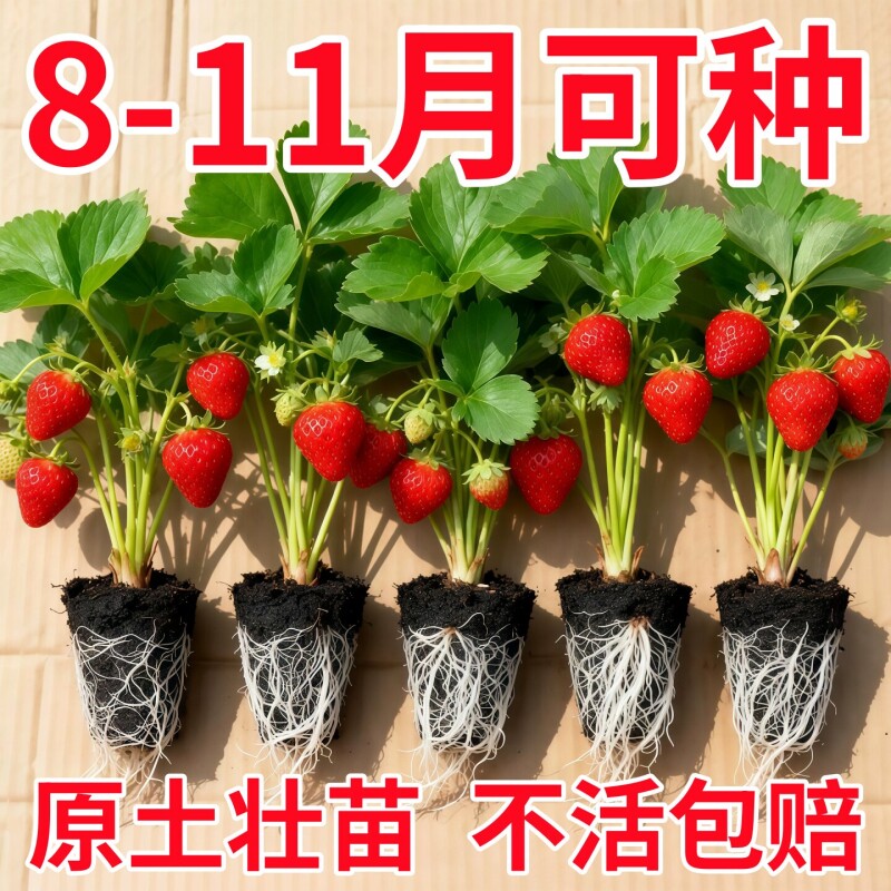 草莓苗秧四季结果盆栽种子穴盘苗奶油特大号优质批发玄玉红颜隋珠图片