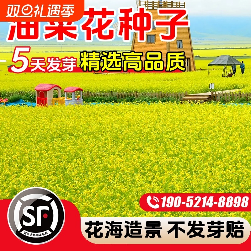 油菜花种子室外高产观赏耐寒榨油菜籽春油菜花籽开花室内种植播种