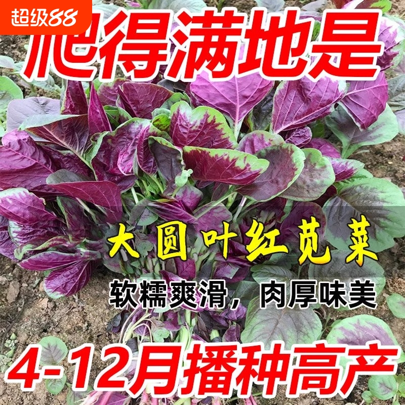 苋菜种籽大全红苋菜种子秧苗四季冬汉菜蔬菜种孑家庭阳台种植盆栽