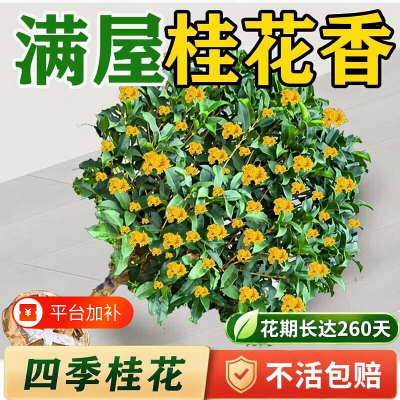 四季桂花树苗盆景花卉绿植盆栽室内植物阳台好养月桂金桂耐寒冬季