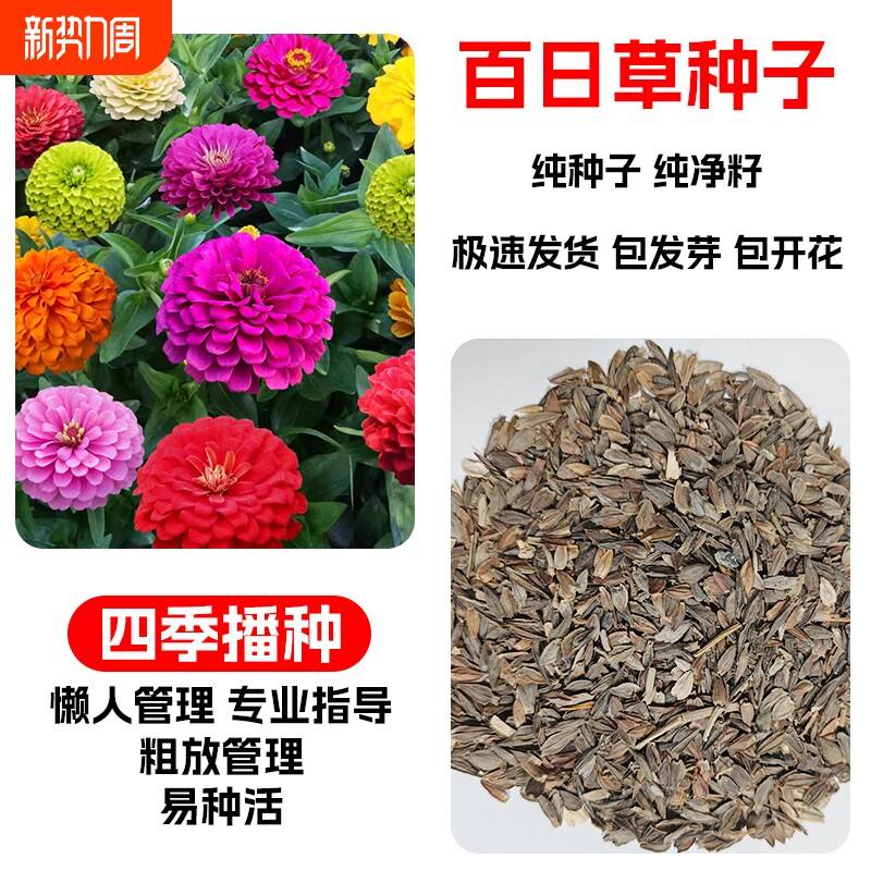 百日草种子重瓣七彩野花组合波斯菊花籽四季播种庭院阳台花种籽子