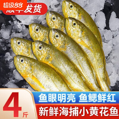 舟山小黄花鱼新货鲜冷冻