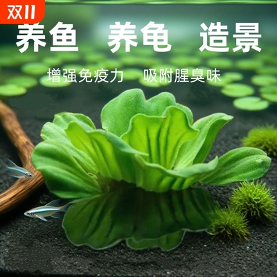 乌龟缸活体浮萍水草巴西龟生态古法造景套餐摆件净化水质增氧绿植