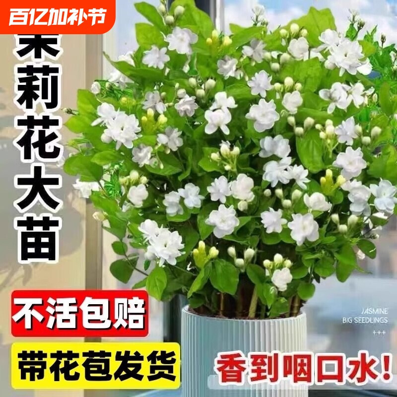 重瓣茉莉花苗盆栽带花苞栀子花水培九里香老桩驱蚊植物四季客厅