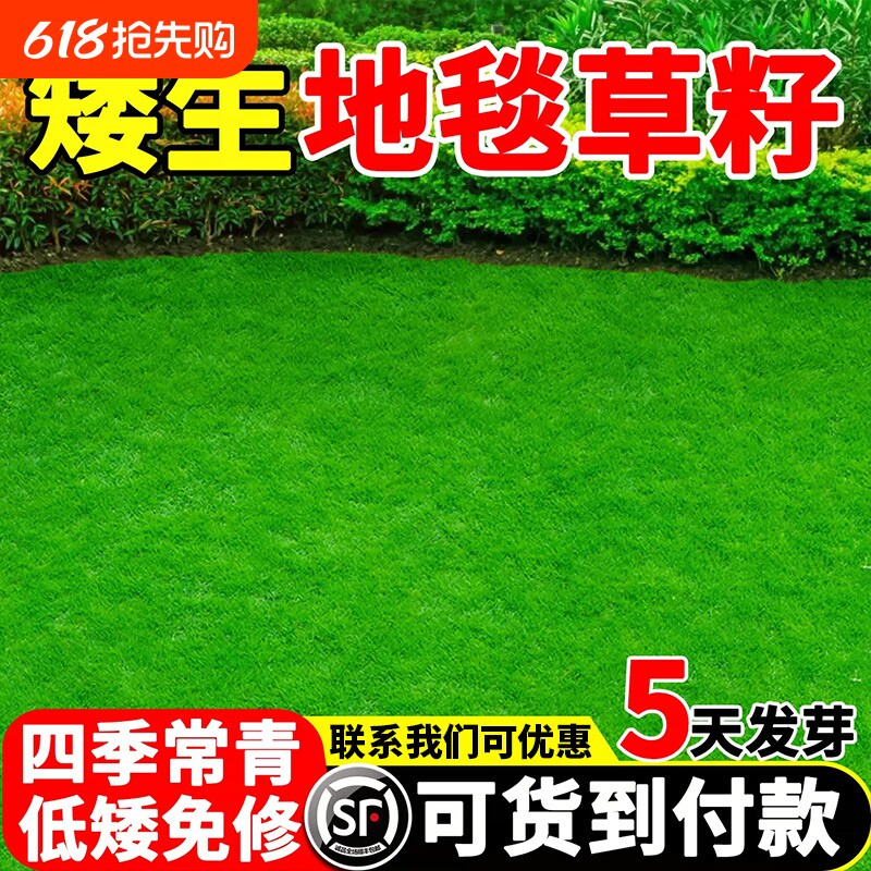 地毯草草籽进口四季常青矮生免修剪耐践踏公园小区工程绿化草种子