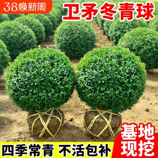 卫矛球树苗庭院耐寒四季常青绿化风景树篱笆墙植物卫矛冬青球小苗