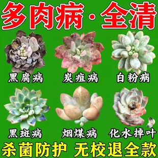多肉黑斑病专用杀菌药白粉烟煤黑腐病多肉专用肥营养液多肉除菌剂