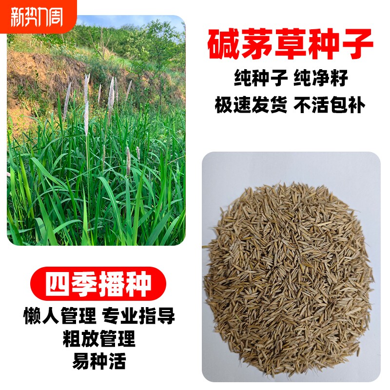 碱茅草种子耐盐碱耐旱多年生牧草种籽护坡固土绿化草坪草籽披碱草