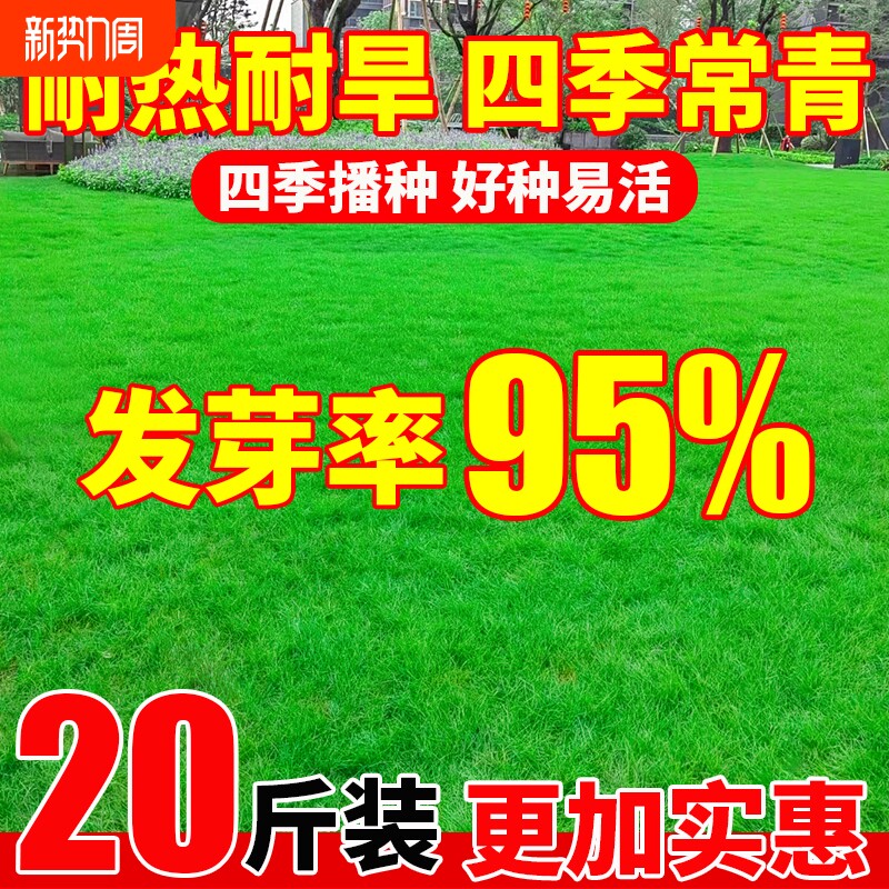 草坪草籽四季常青矮生庭院地毯草护坡固土狗牙根高羊茅绿化草种子
