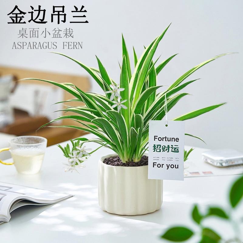 金边吊兰盆栽招财运绿植室内净化空气花卉办公室桌面懒人好养植物
