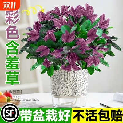 含羞草盆栽小绿植室内四季常青