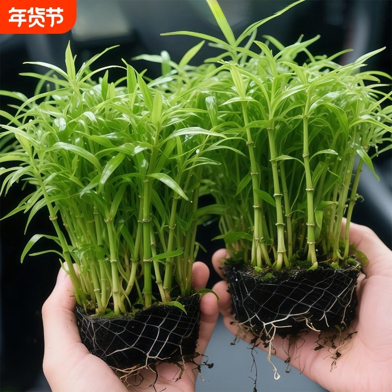 南美青竹水草鱼缸专用植物坨草净化水质养鱼造景增氧制氧阴性竹子