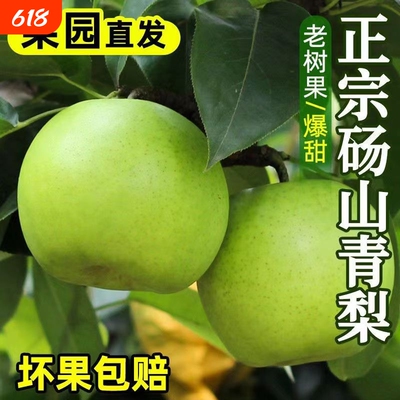 安徽砀山翠玉梨青梨新鲜水果当季农家青酥蜜梨早雪梨脆甜多汁直发